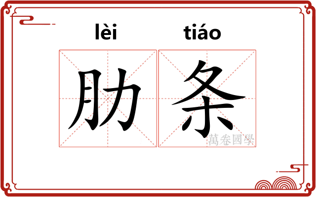 肋条