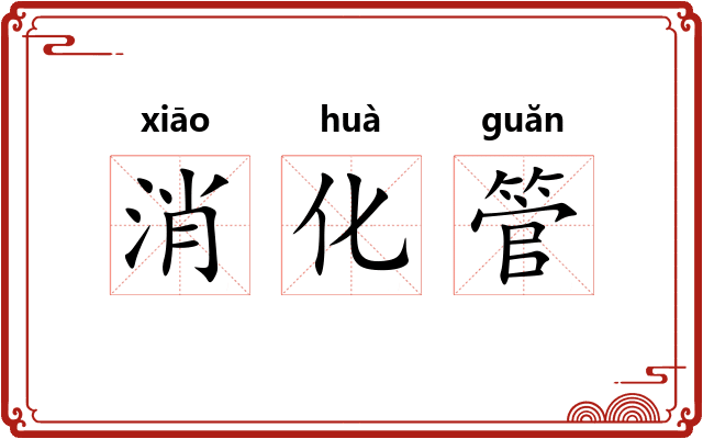 消化管 消化管