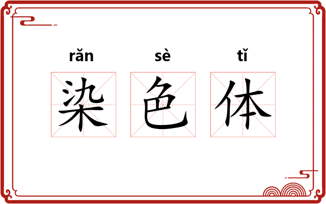 染色体