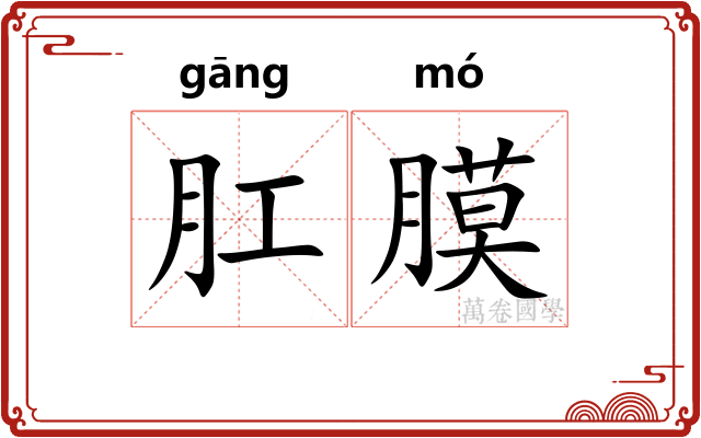 肛膜