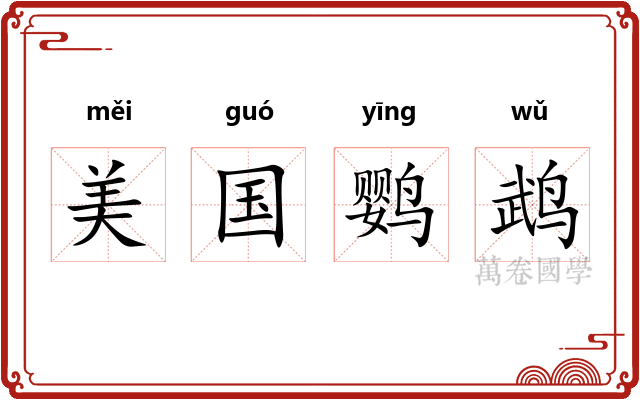 美国鹦鹉