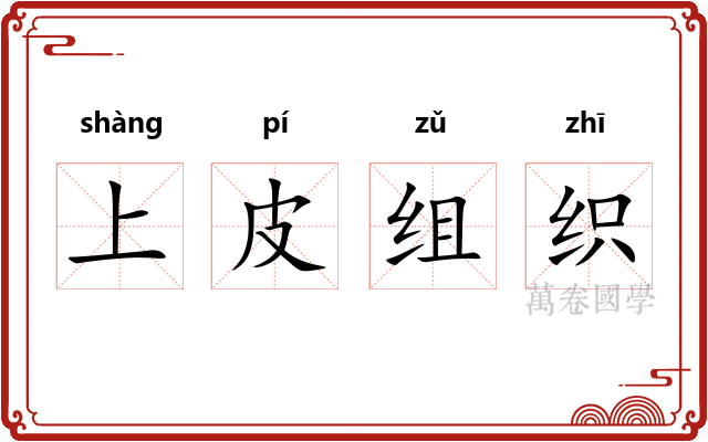 上皮组织
