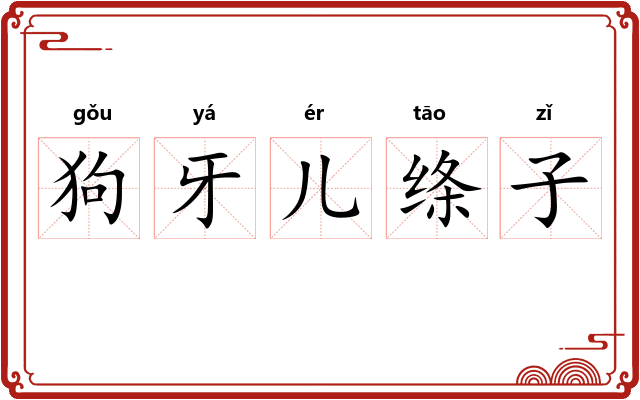 狗牙儿绦子