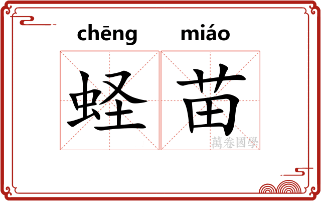蛏苗