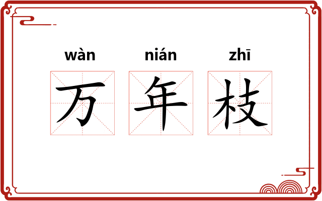 万年枝