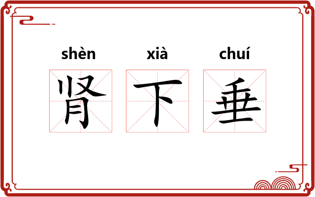 肾下垂