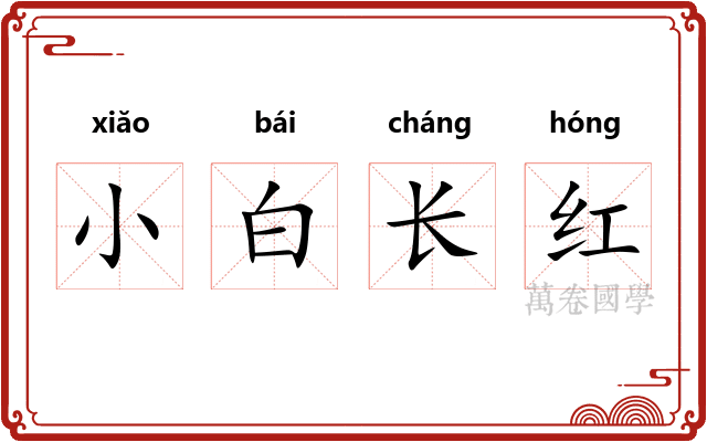 小白长红