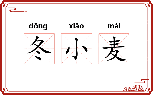 冬小麦