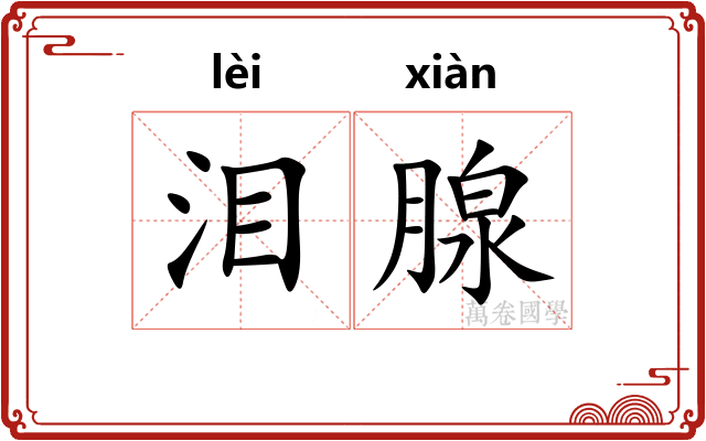 泪腺