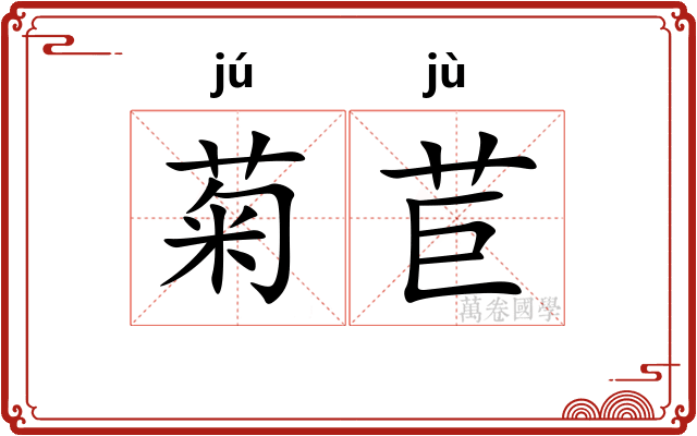 菊苣
