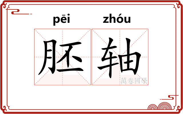 胚轴 胚轴