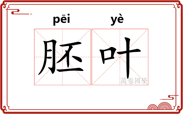 胚叶
