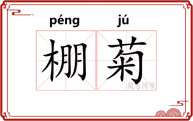 棚菊
