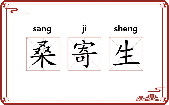 桑寄生 桑寄生