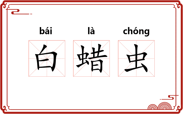 白蜡虫 白蜡虫