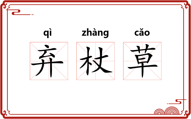 弃杖草