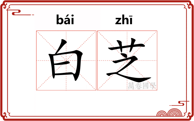 白芝 白芝