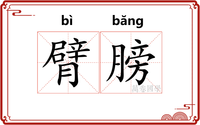 臂膀