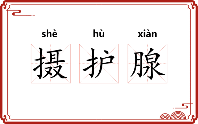 摄护腺