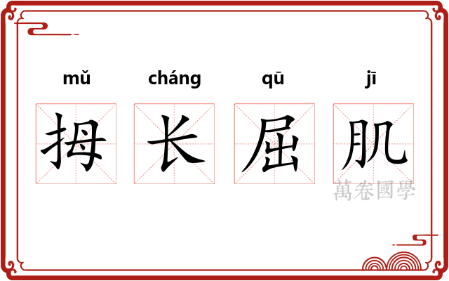 拇长屈肌 拇长屈肌