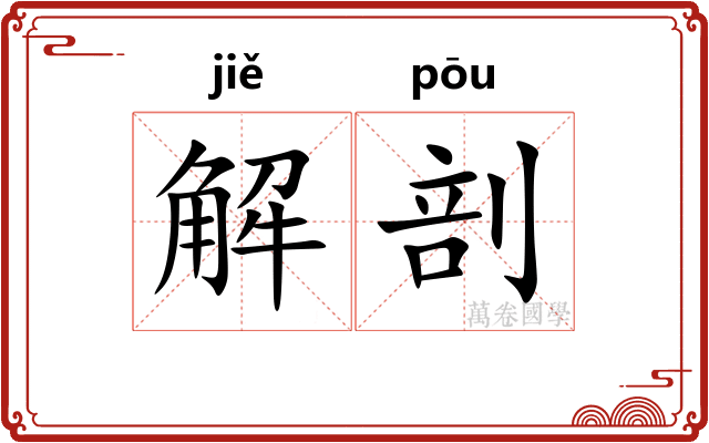 解剖