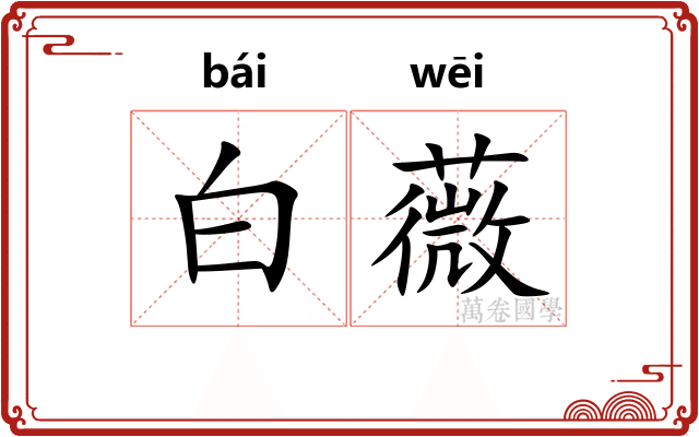 白薇 白薇