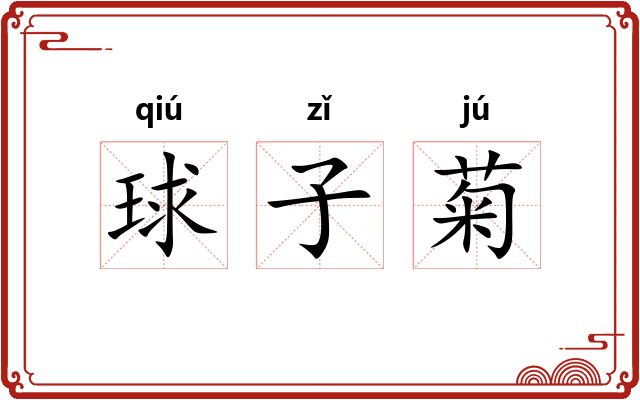 球子菊 球子菊
