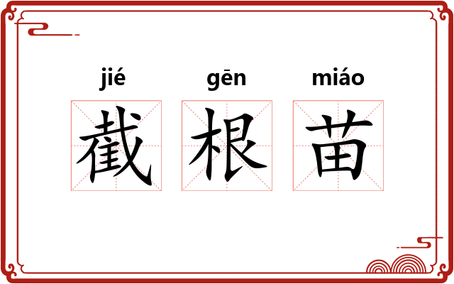 截根苗
