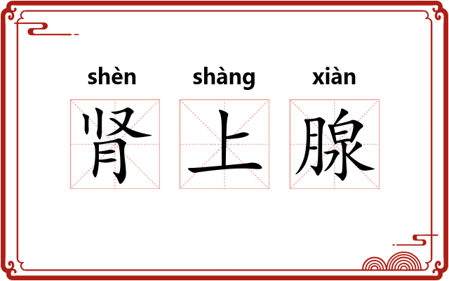 肾上腺 肾上腺