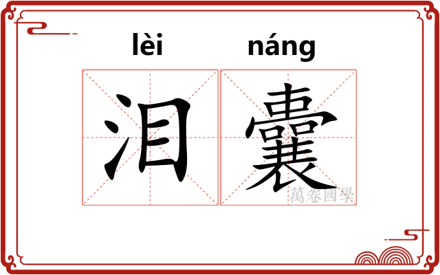 泪囊 泪囊