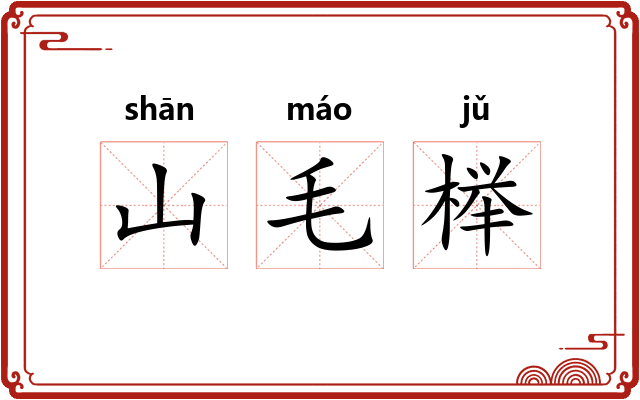 山毛榉