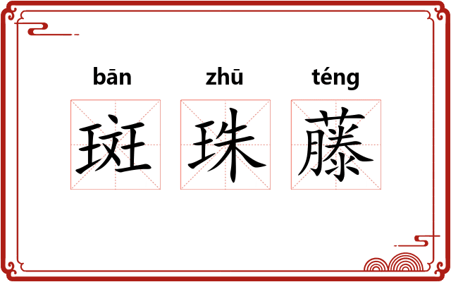 斑珠藤 斑珠藤