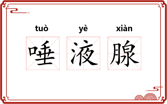唾液腺