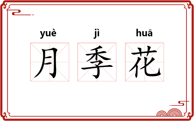 月季花 月季花