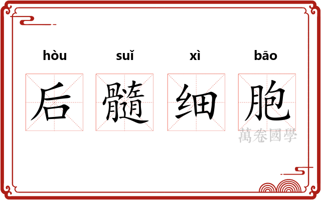 后髓细胞