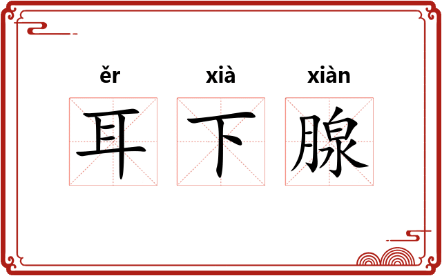 耳下腺 耳下腺