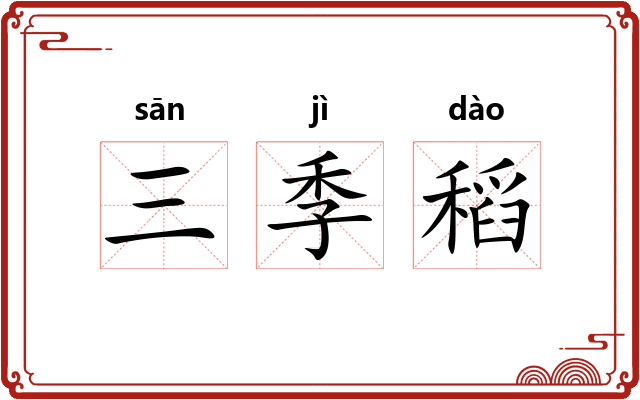 三季稻