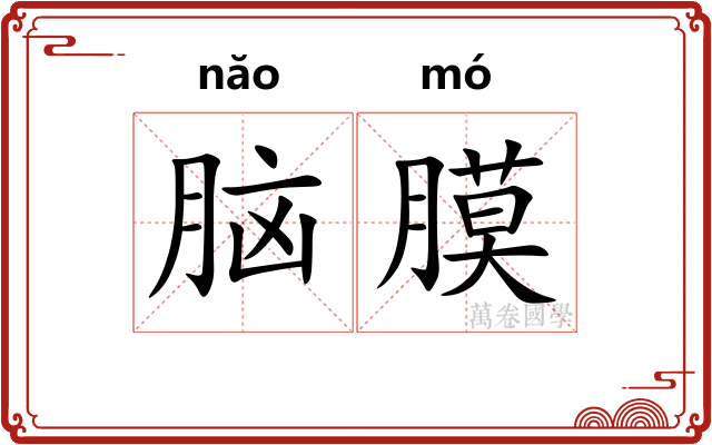 脑膜