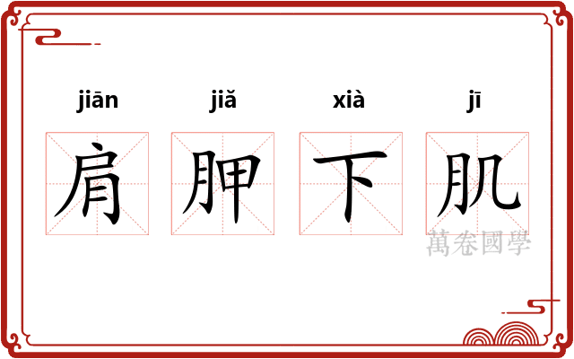肩胛下肌 肩胛下肌