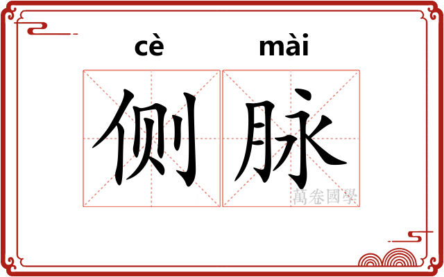 侧脉
