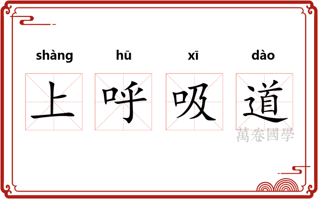 上呼吸道