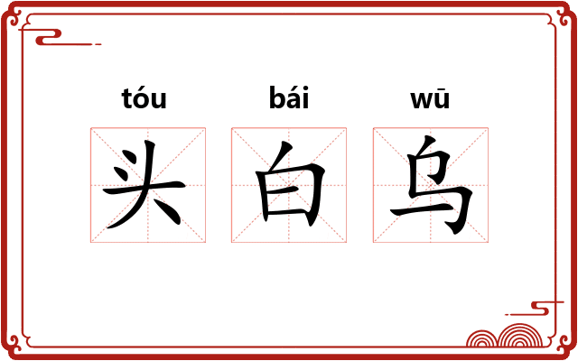 头白乌