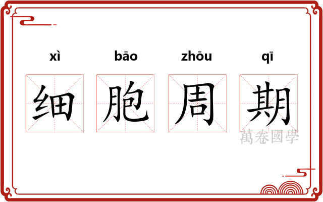细胞周期