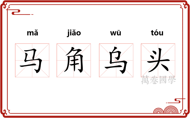 马角乌头