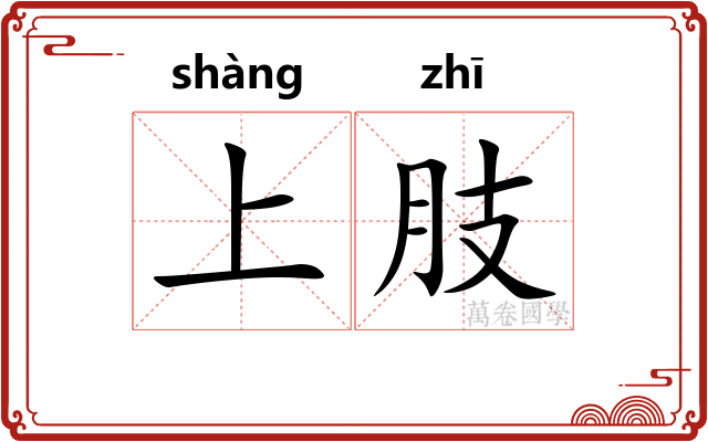 上肢