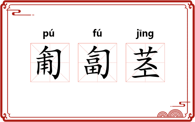 匍匐茎