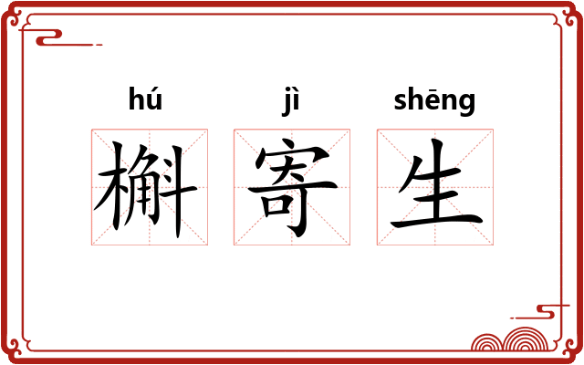 槲寄生 槲寄生