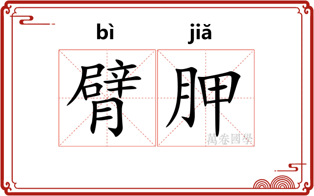 臂胛
