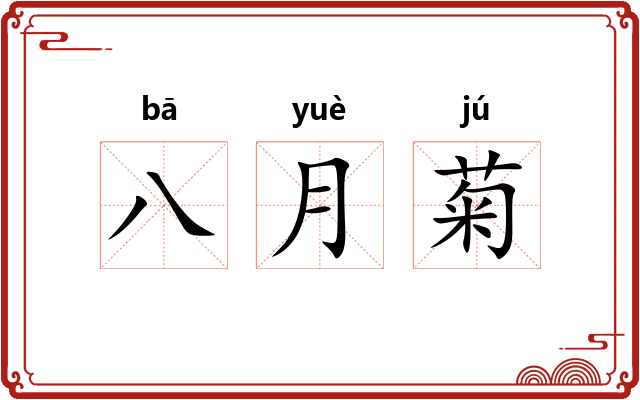 八月菊