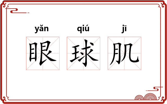 眼球肌 眼球肌